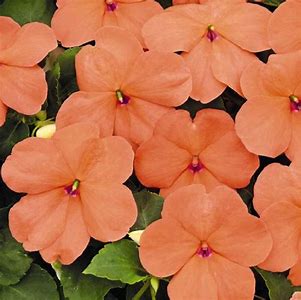 Impatiens walleriana F1 /12 seedlings per pot