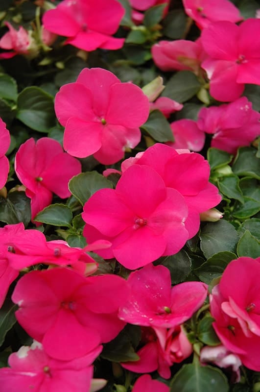 Impatiens walleriana F1 /12 seedlings per pot