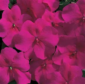 Impatiens walleriana F1 /12 seedlings per pot