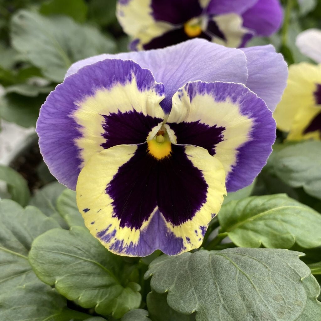 Pansy super majestic giant II F1 /12 SEEDLINGS PER POT