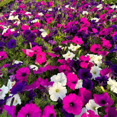 Petunia f1 opera supreme 150/per seedling