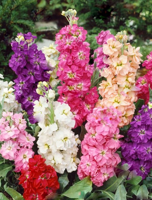 Stock iron 12 seedlings per pot