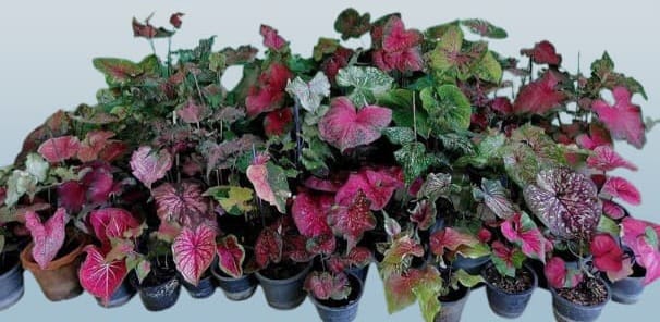A Caladium thai bulbs mix sizes, pack of 5