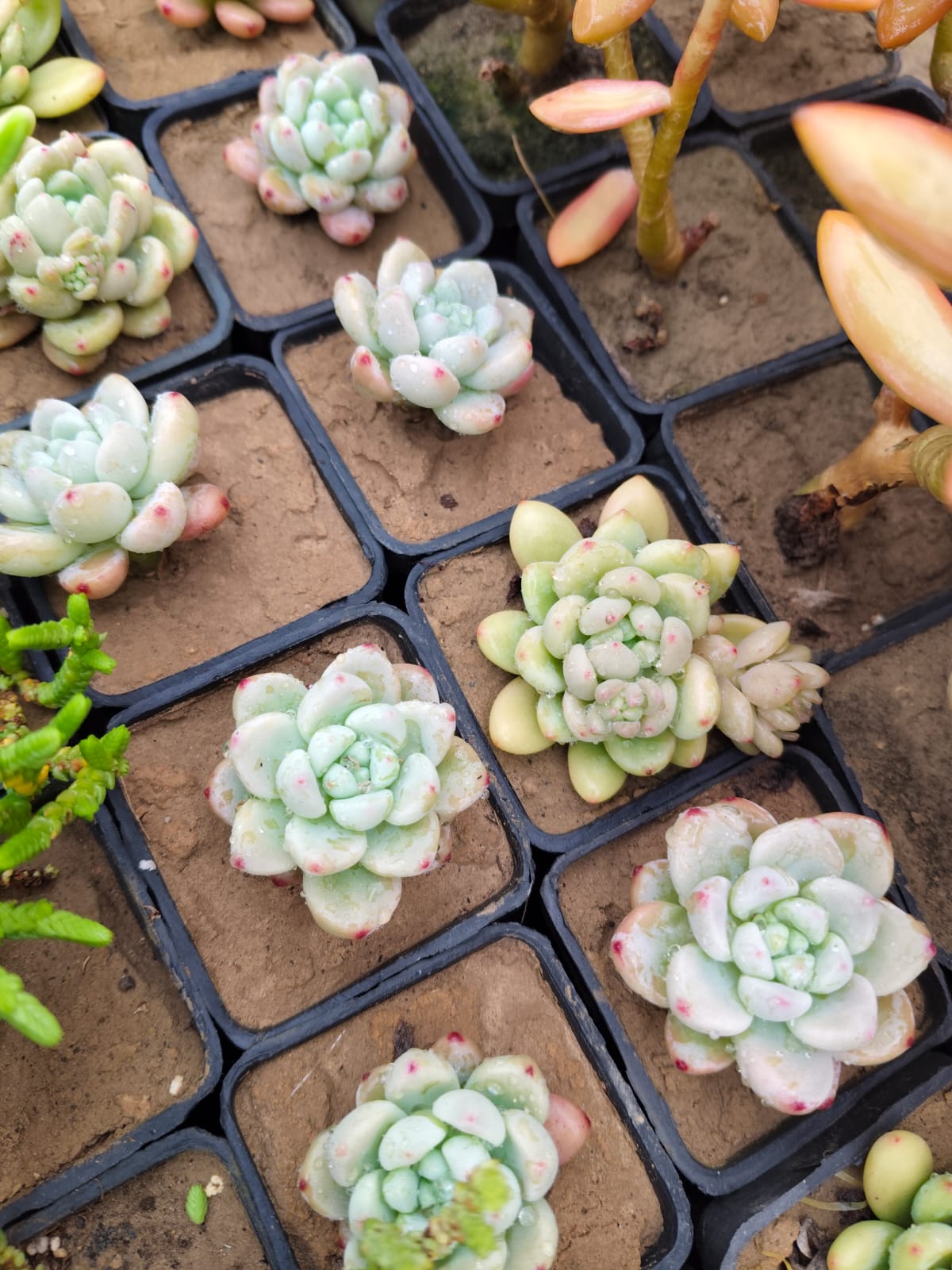 Moon sedum