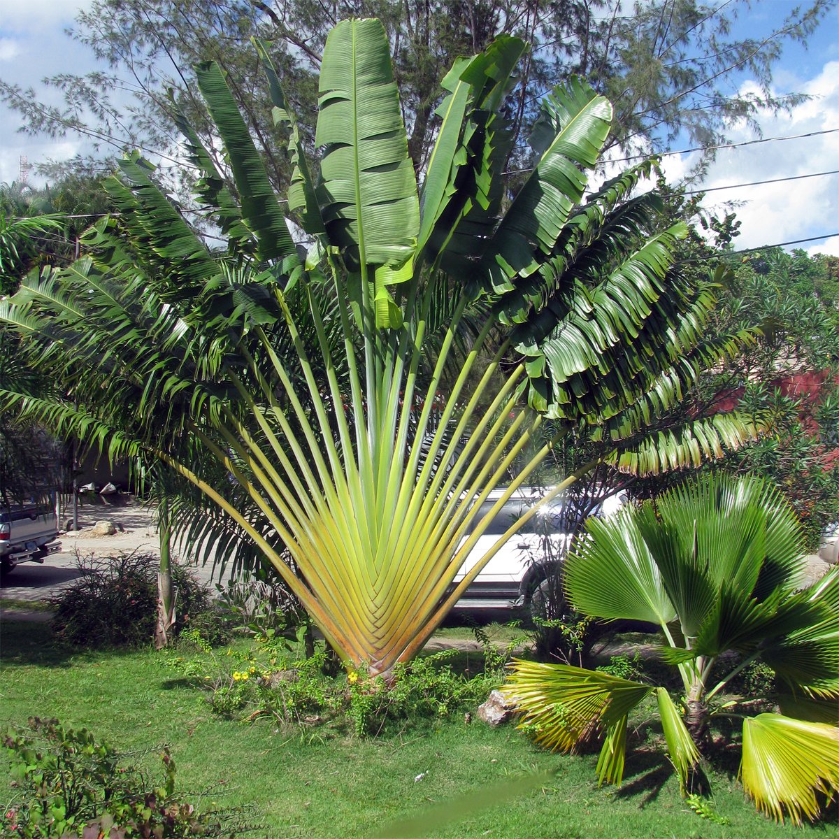 banana plant palm Banana palm (Ravenala Madagascariensis)