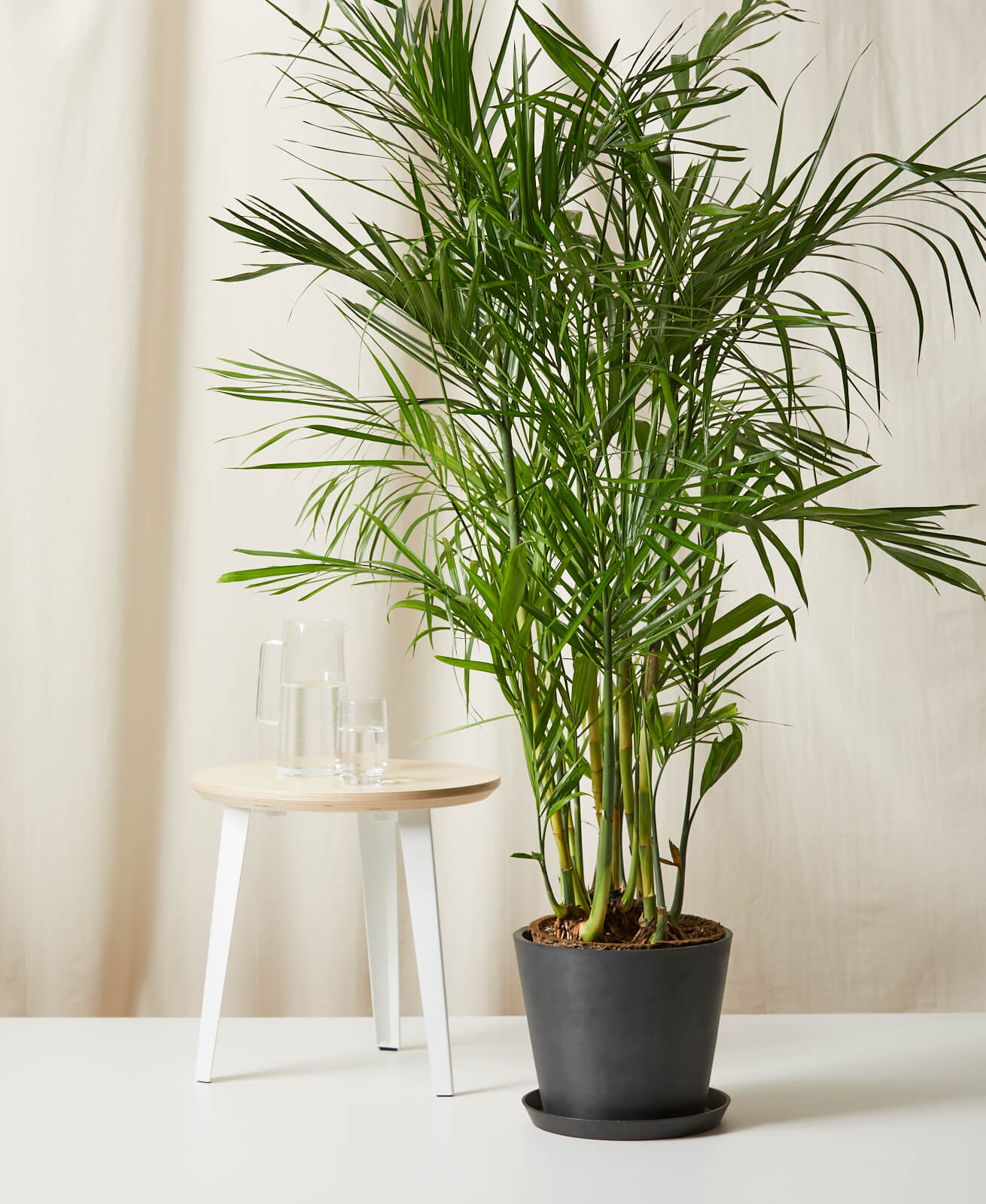 indoor plants in karachi Cane palm (Chamaedorea) – Lalazar Nursery