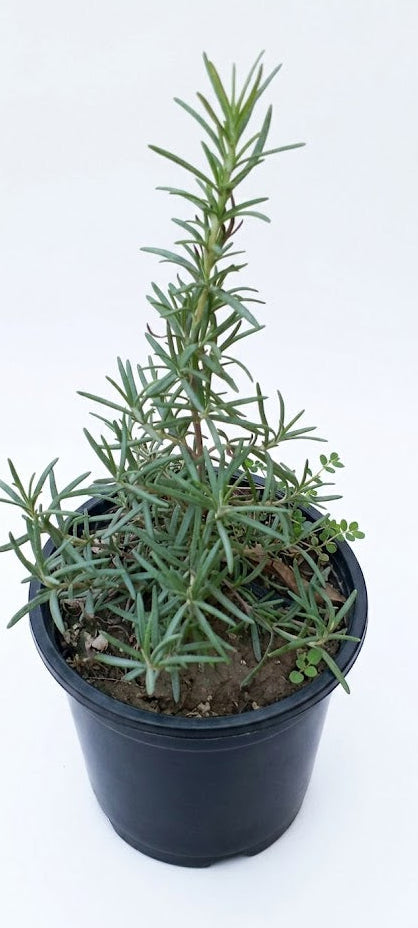 Rosemary