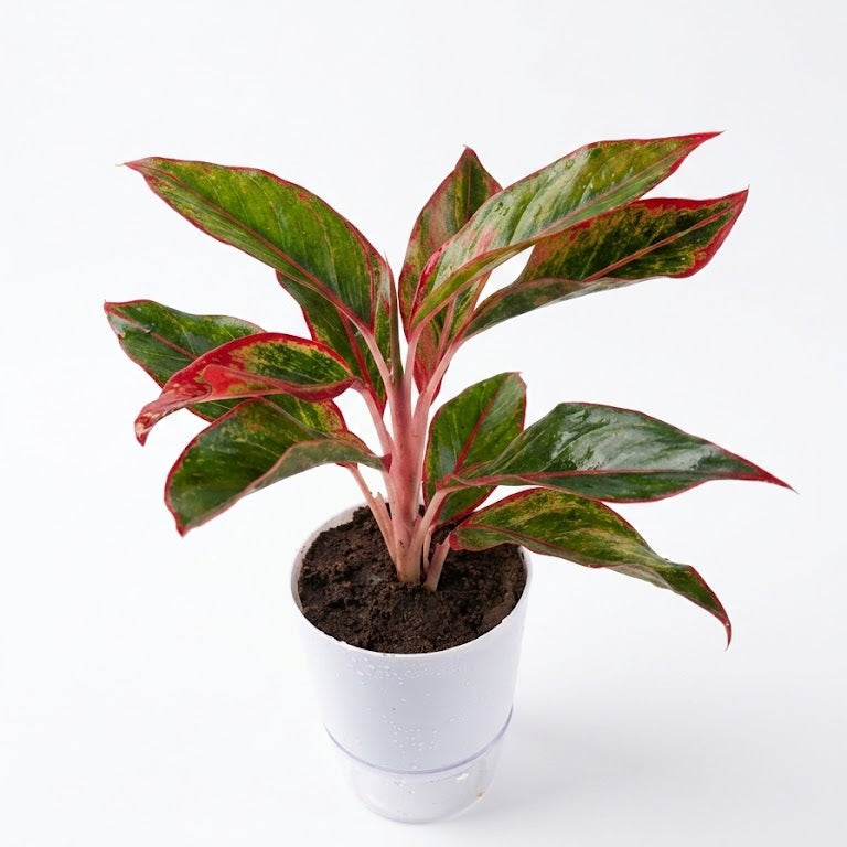 Aglaonema Red lipstick In Self Watering pot