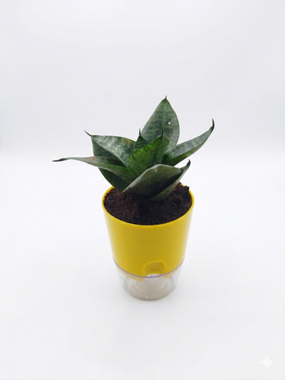 snake green dwarf