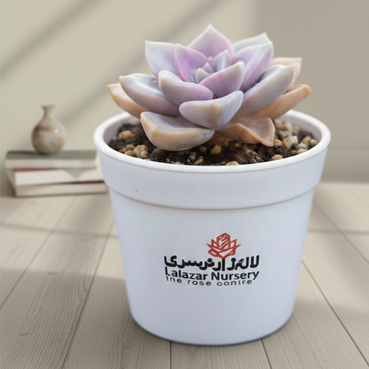 Echeveria purple