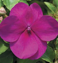 Impatiens walleriana F1 /12 seedlings per pot