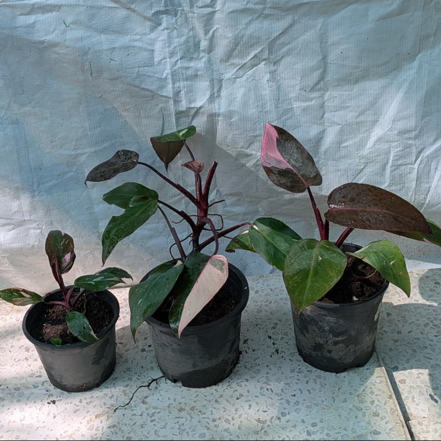 Philodendron pink princess