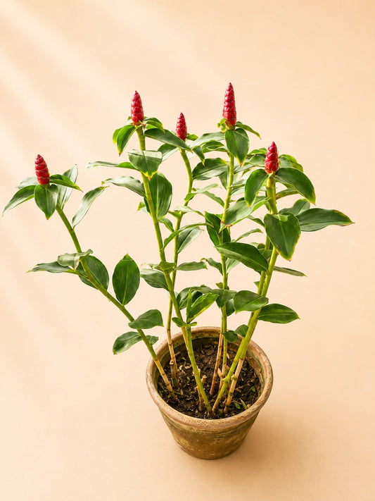 Ginger plant (Costus woodsonii red button ginger)