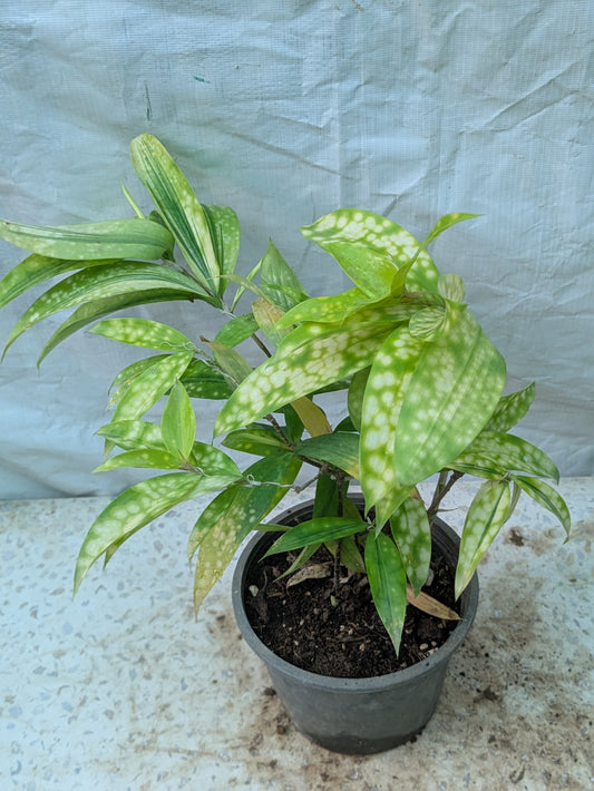 Dracena gold dust
