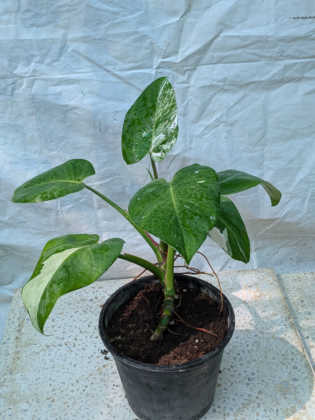 Philodendron white wizard
