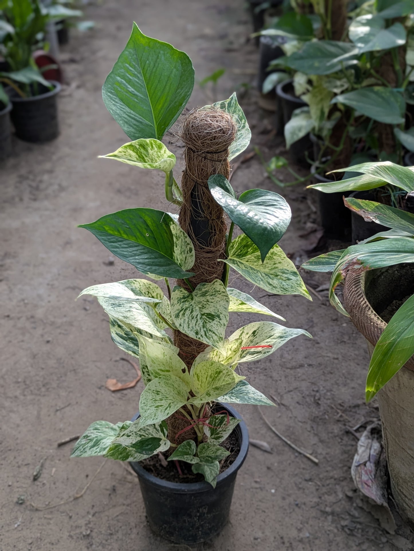 Money plant white (Epipremnum aureum marble queen)