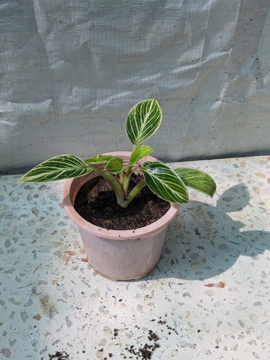 Philodendron birkin dwarf