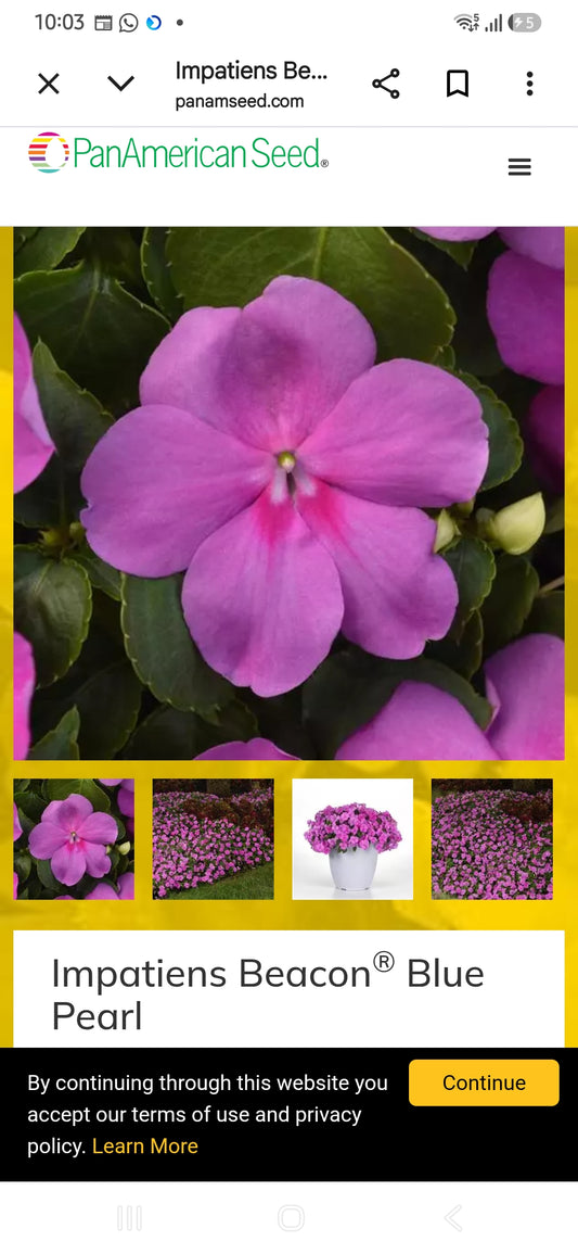 Impatiens Beacon f1 seedling per dozen