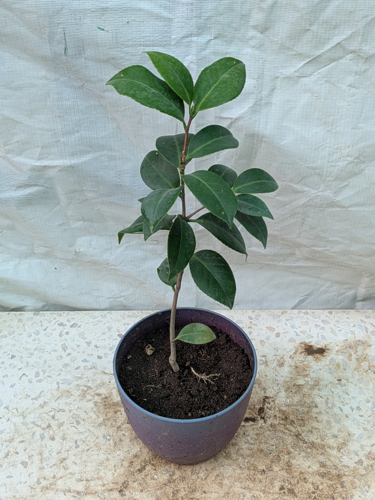 CAMELLIA
