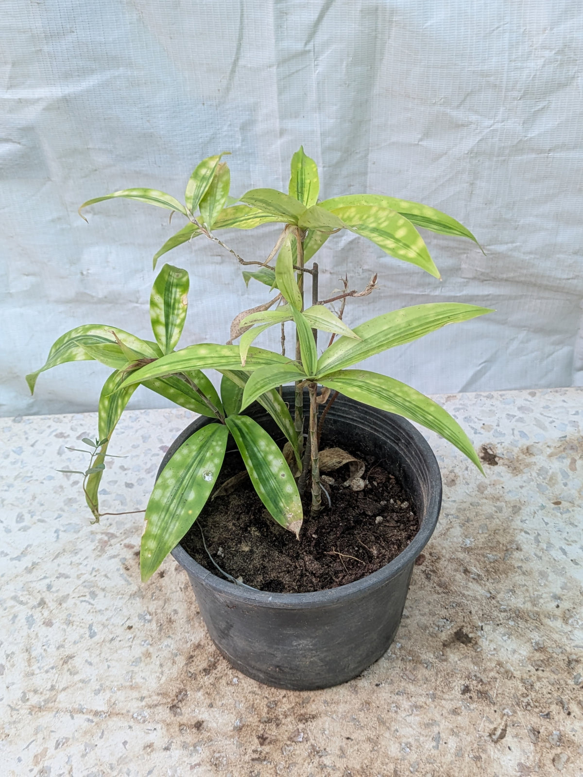 Dracena gold dust
