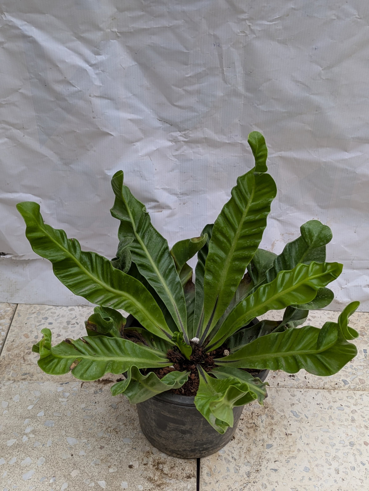 Fern cobra