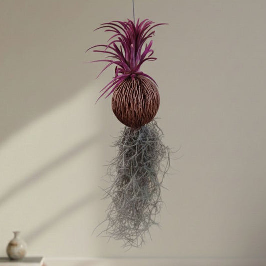 Tillandsia (Airplant) pack of 4