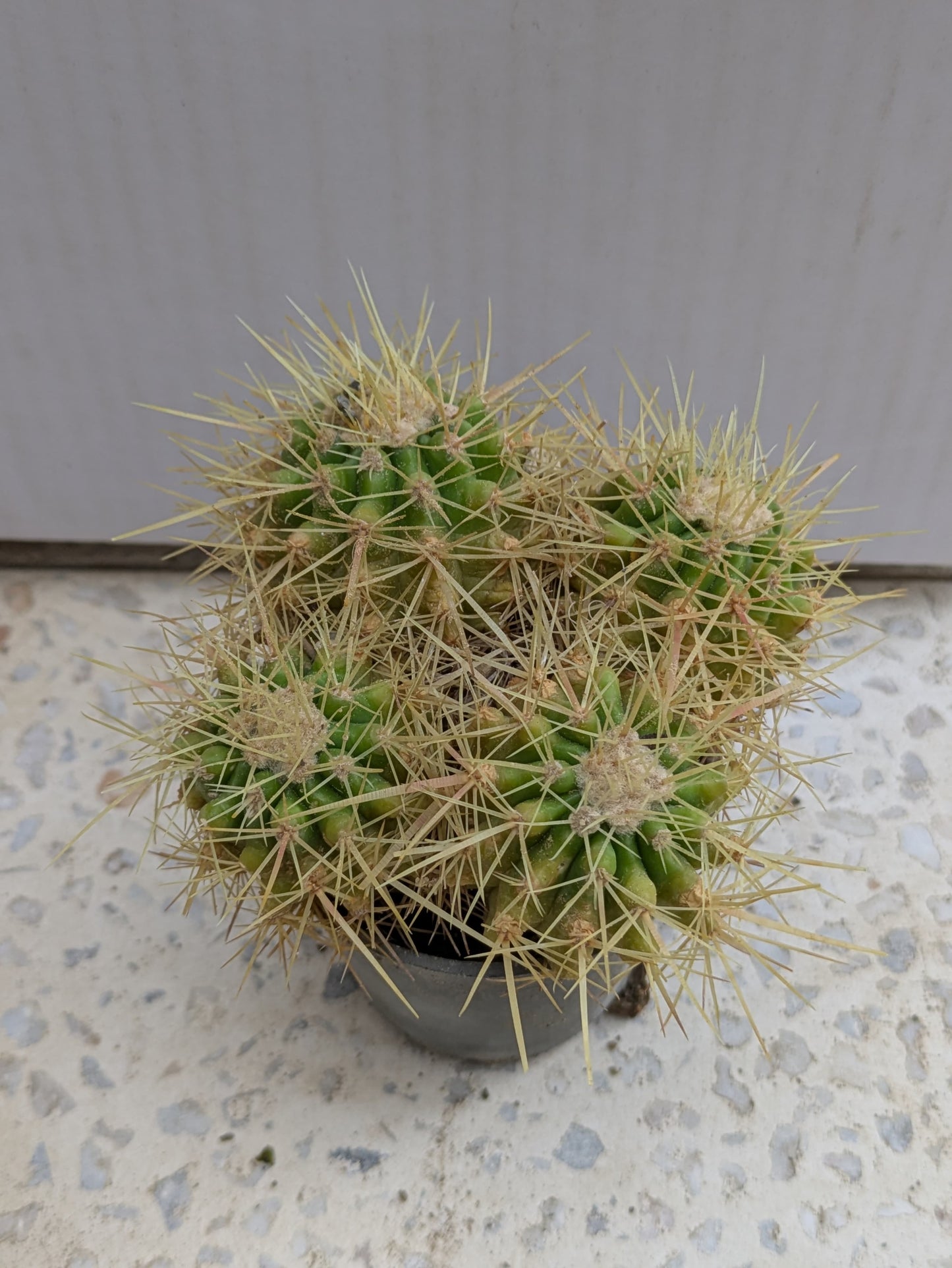 Cactus golden barrel (echinocactus grusonii)