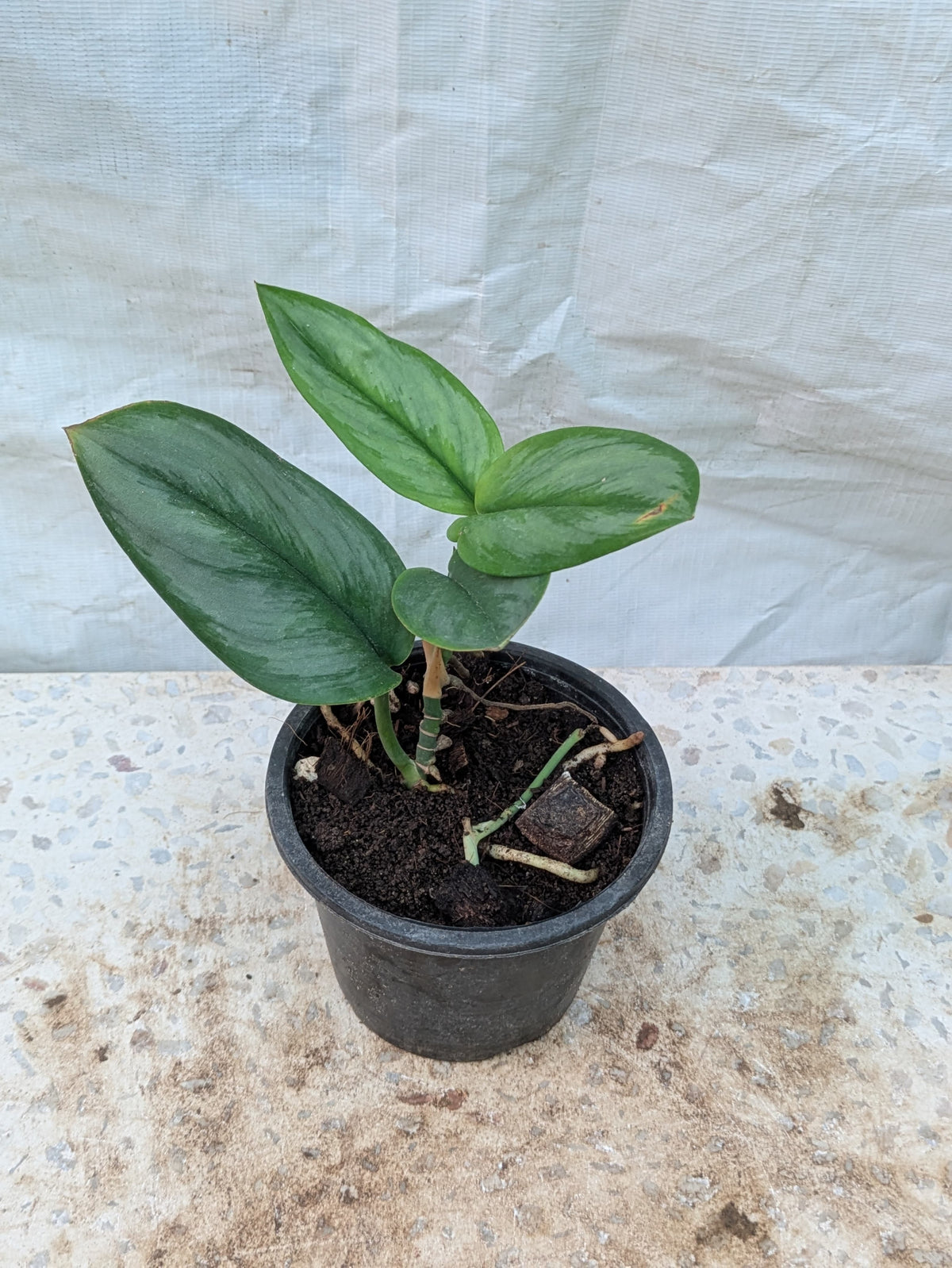 SCINDAPSUS MOONLIGHT