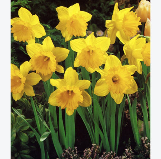 Daffodil (Narcissus)Dutch Master