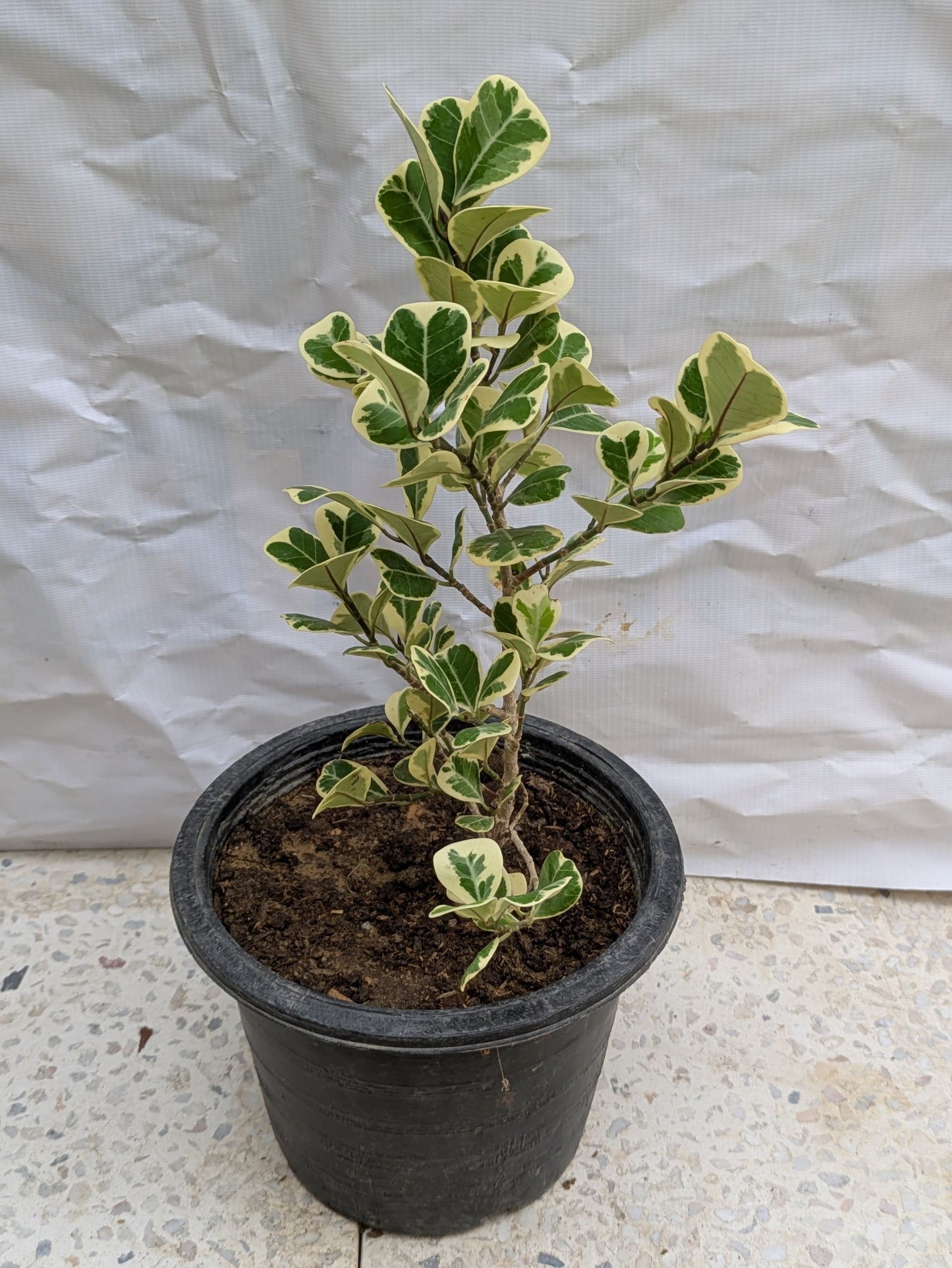 Ficus triangularis variegata