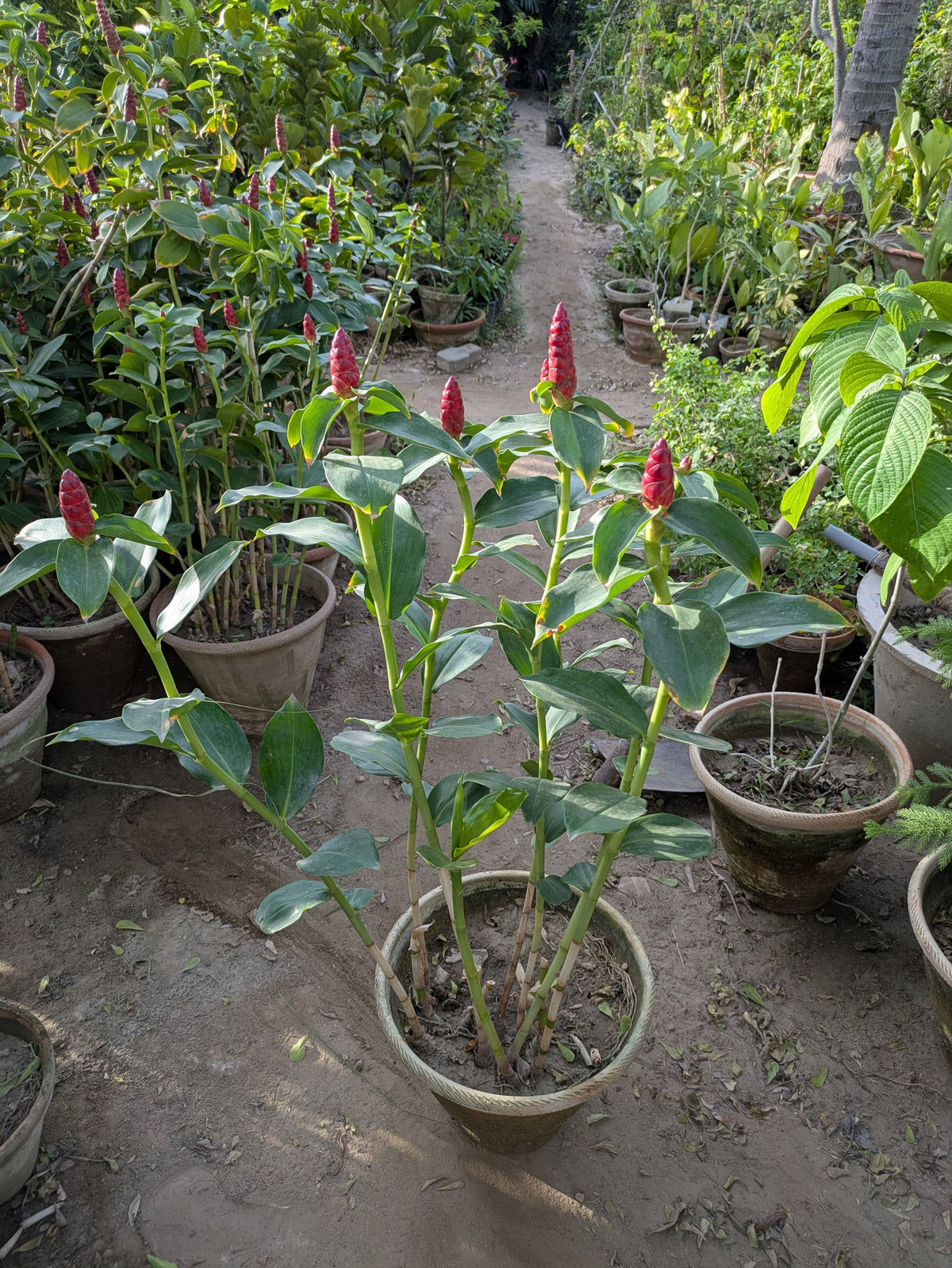 Ginger plant (Costus woodsonii red button ginger)