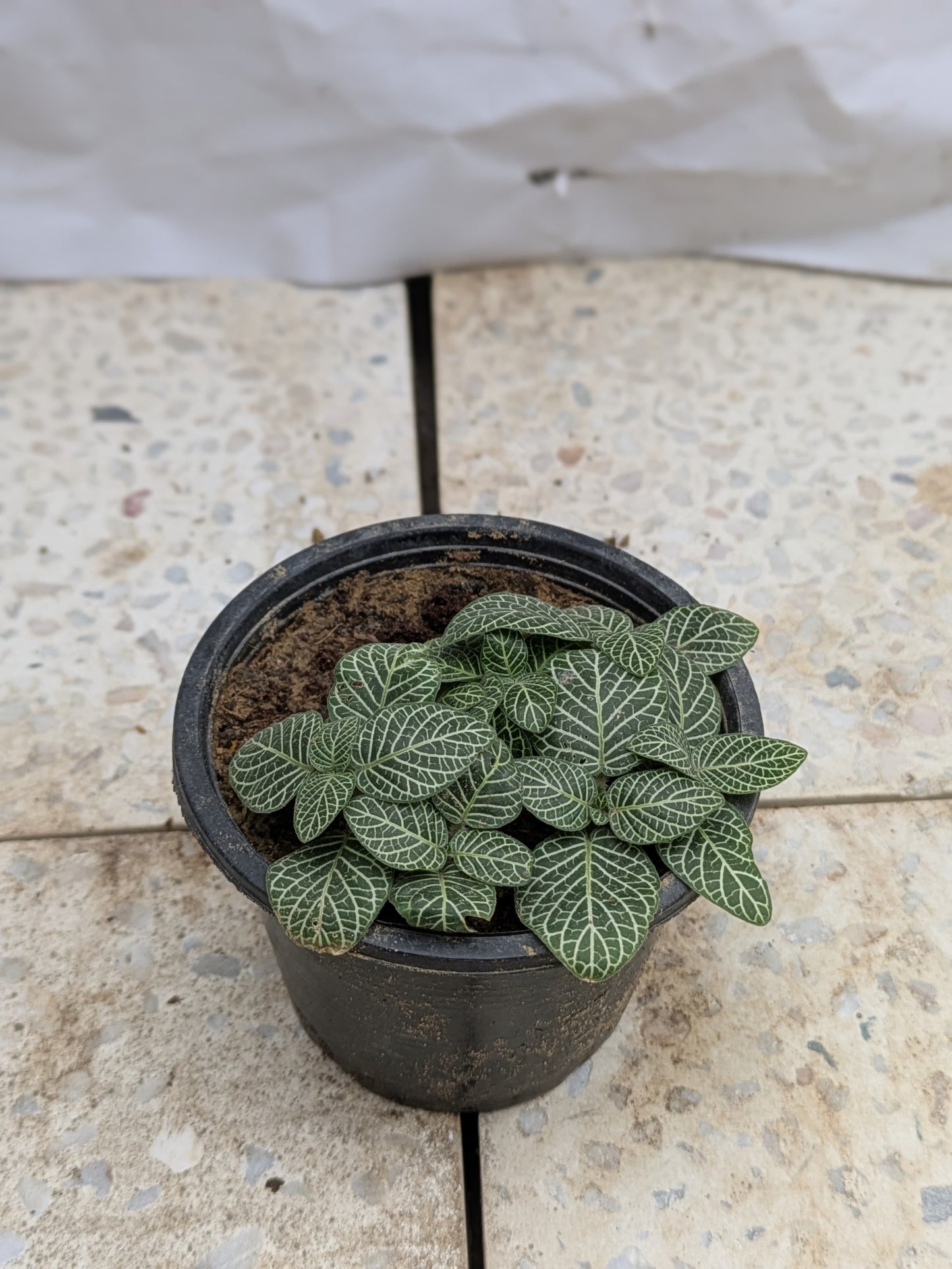 Fittonia