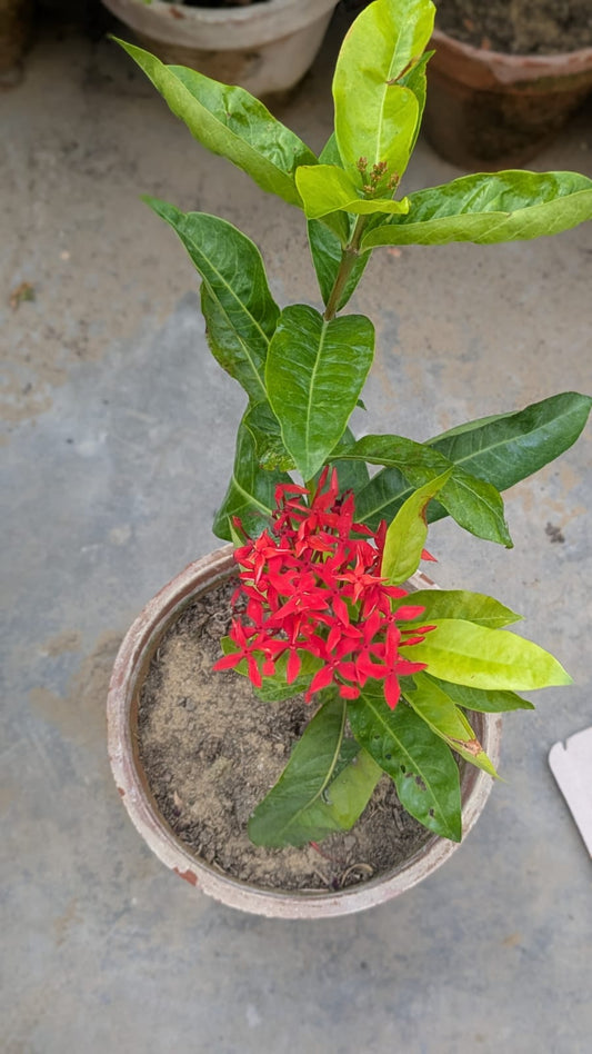 iXora