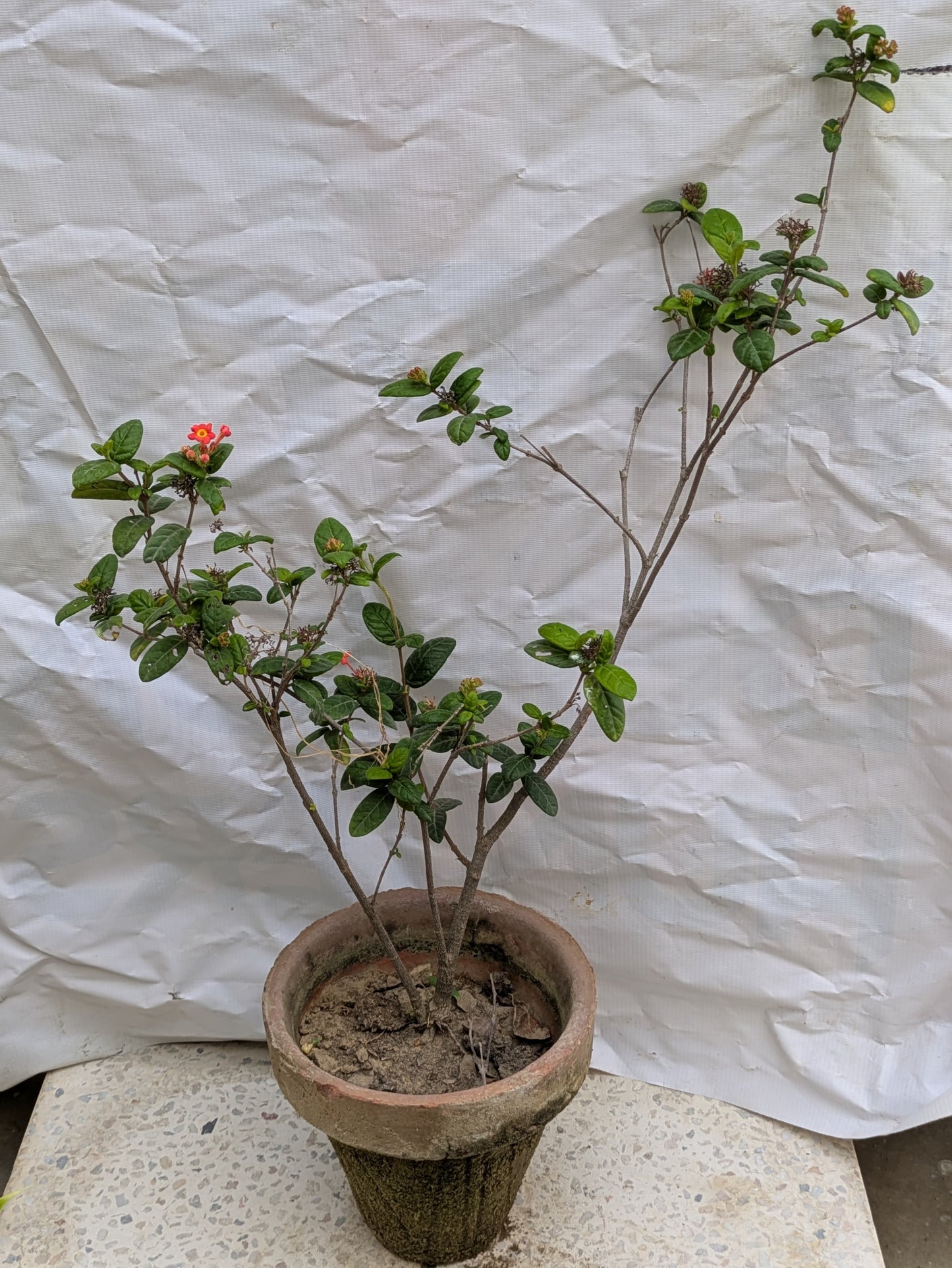 Rondeletia odorata