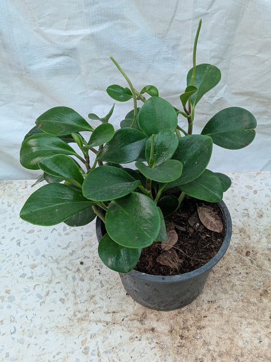 PAPEROMIA OBTUSIFOLIA ( BABY RUBBER PLANT )