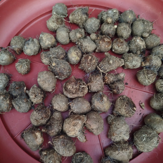 Thai Caladium bulbs (pack of 5)