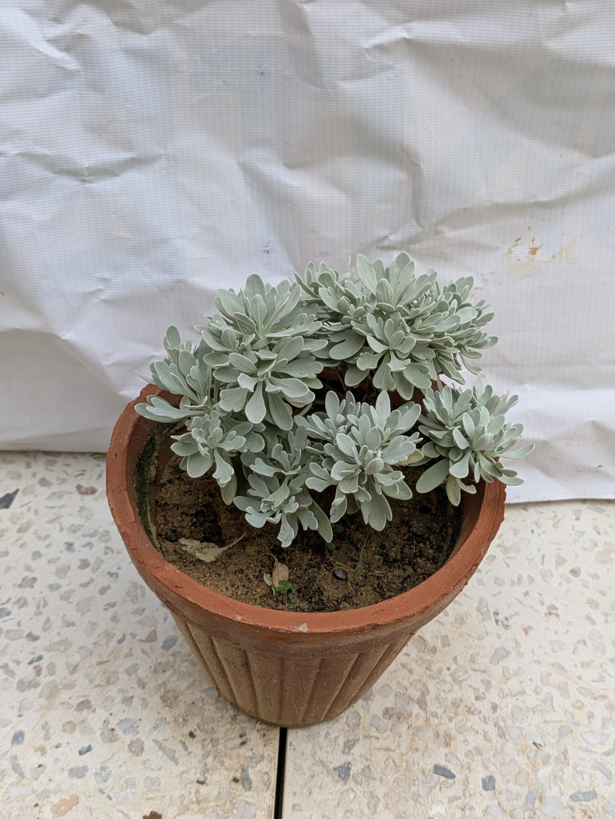 Silvery Chinese wormwood (crossostephium Chinese)