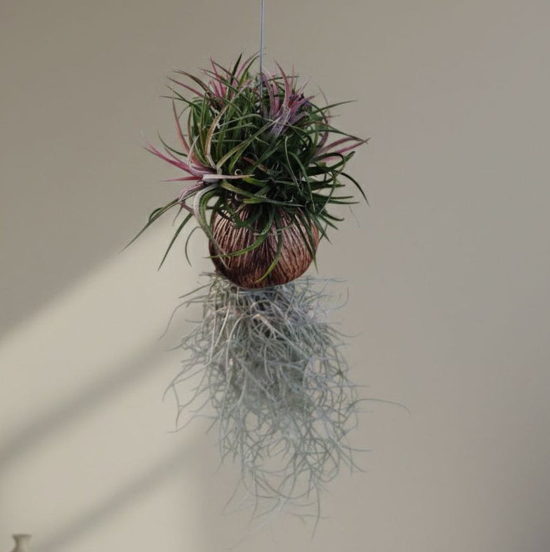 Tillandsia (Airplant) pack of 4