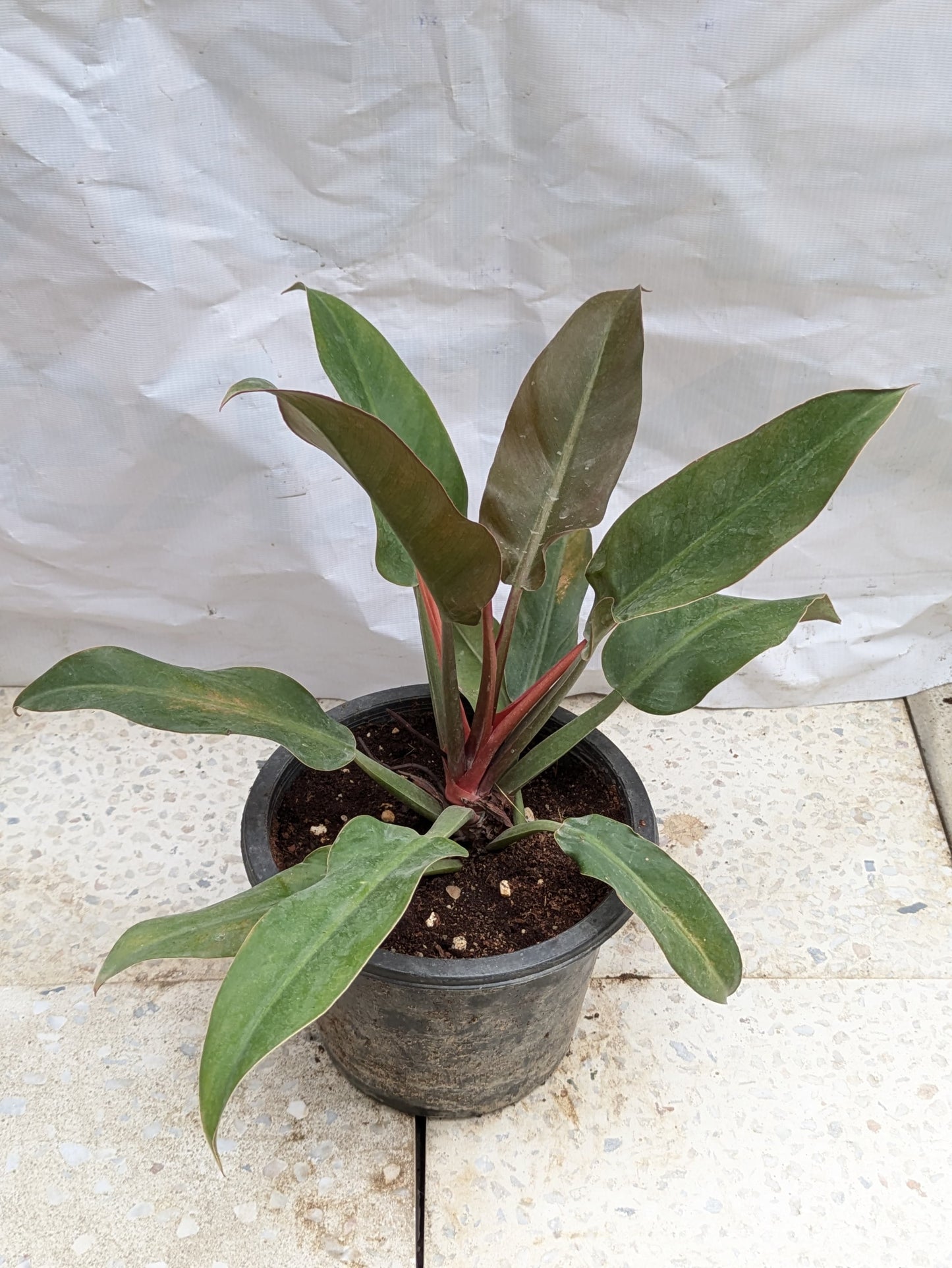 Philodendron rojo congo
