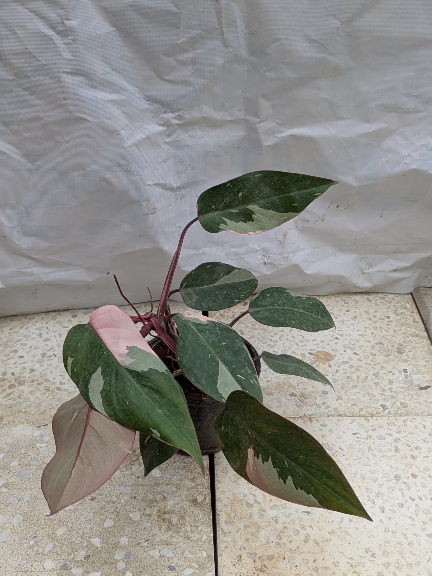 Philodendron pink princess