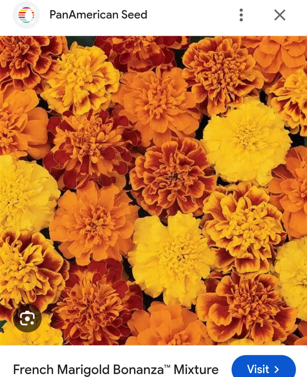 Marigold french jafri Paneeri (seedling) per dozen
