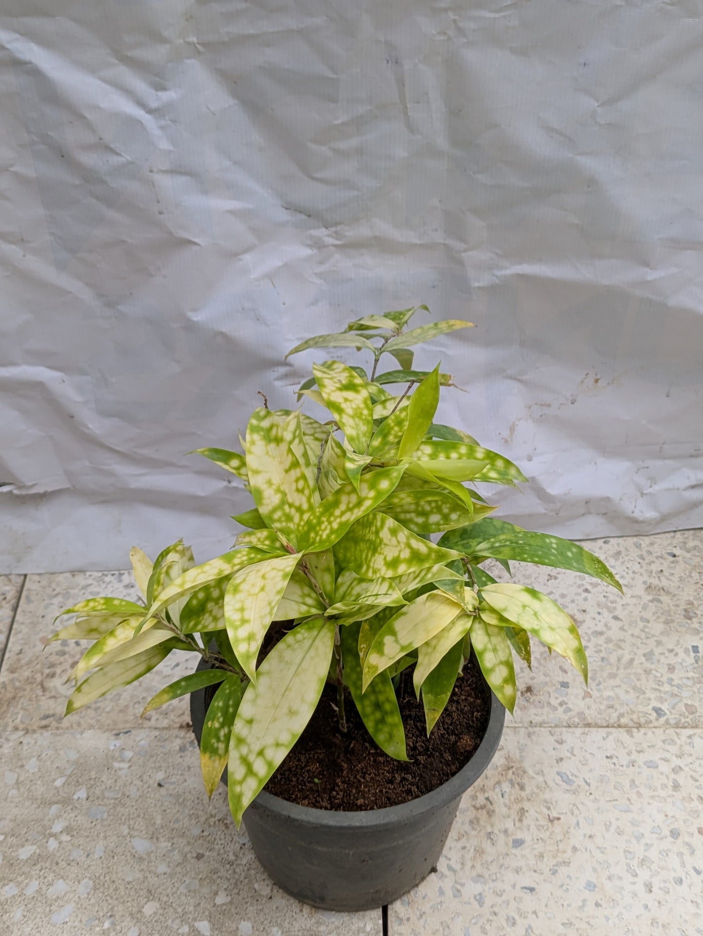 Dracena gold dust