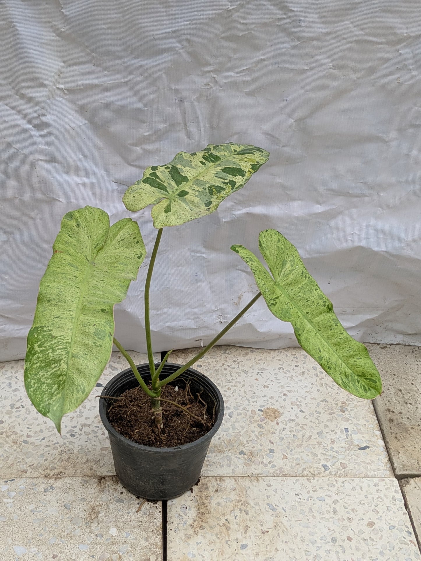Philodendron paraiso verde