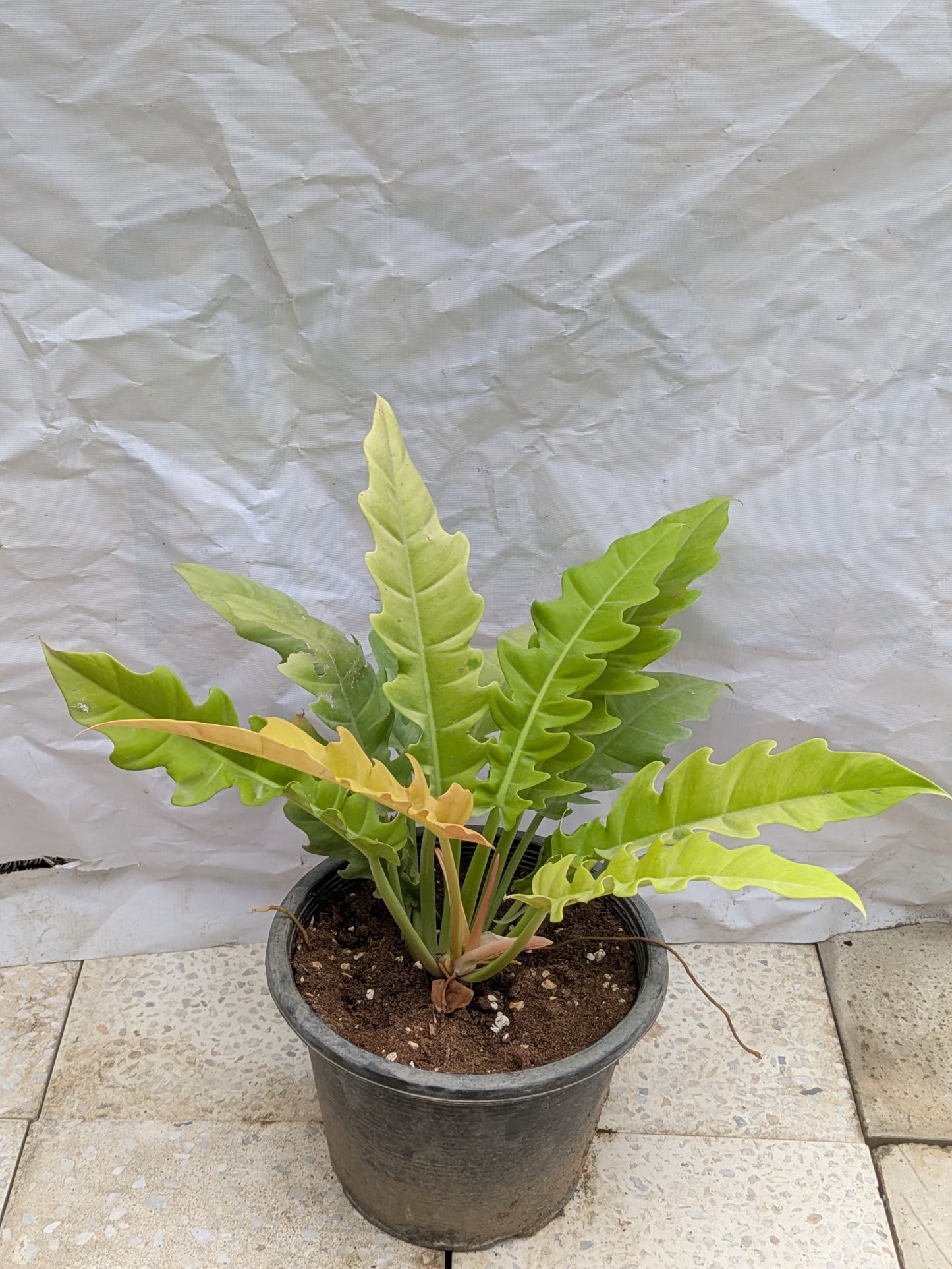 Philodendron ring of fire gold
