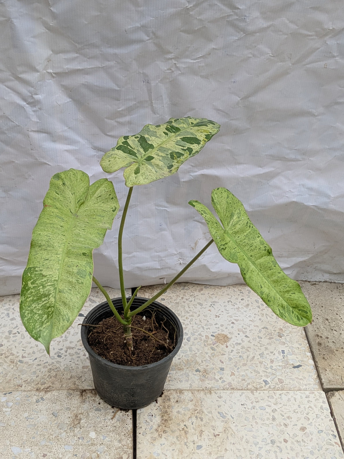 Philodendron paraiso verde