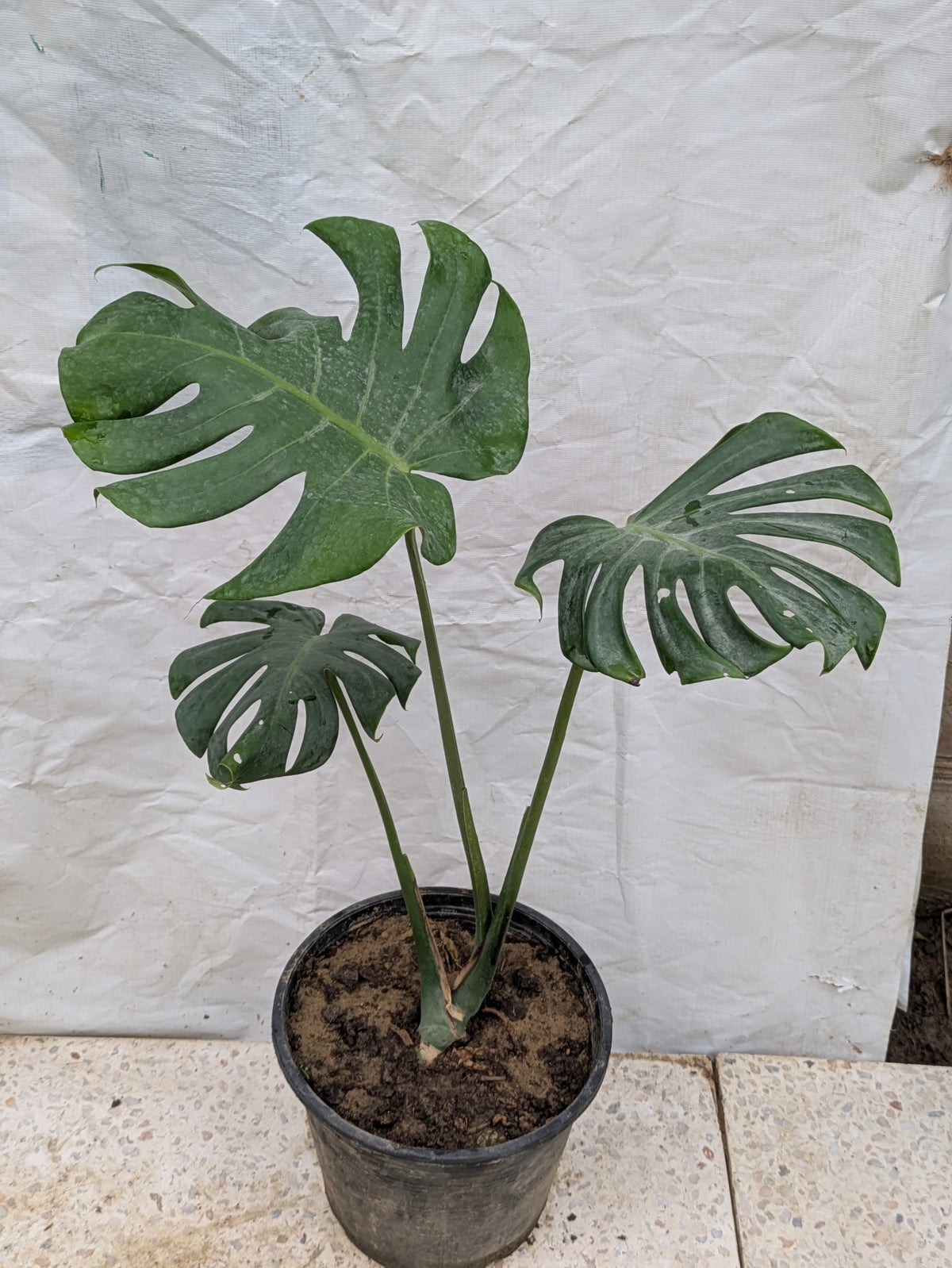 Monstera deliciosa