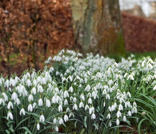 Galanthus snowdrop