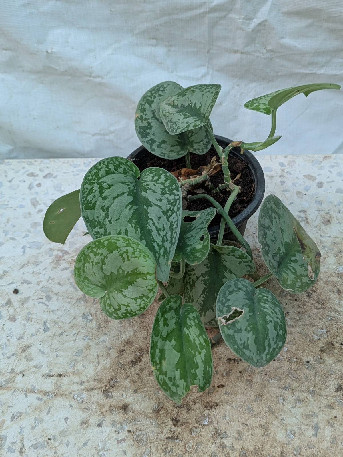 SCINDAPSUS SILVER SATIN