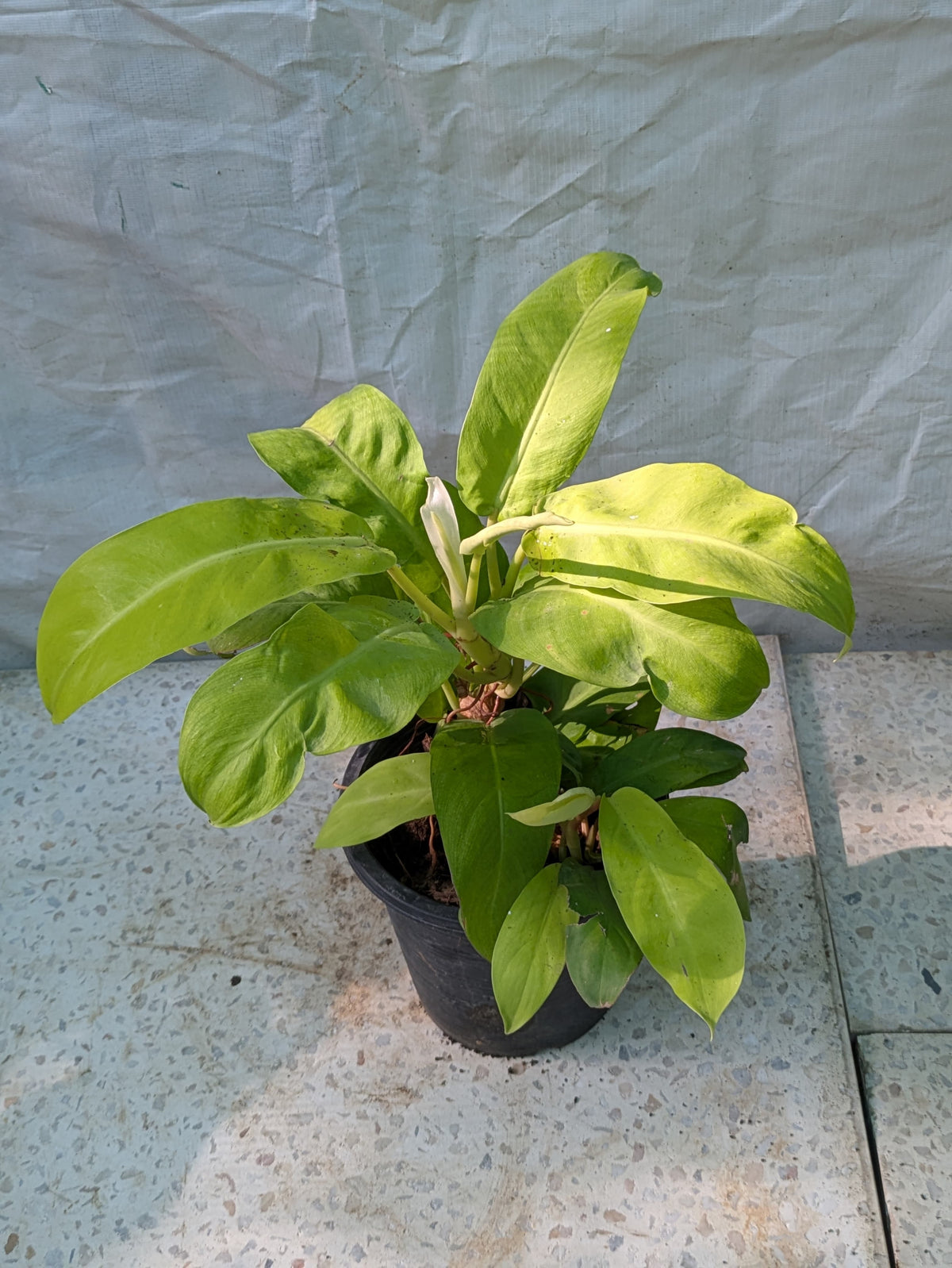 PHLODENDRON THAI SUNRISE