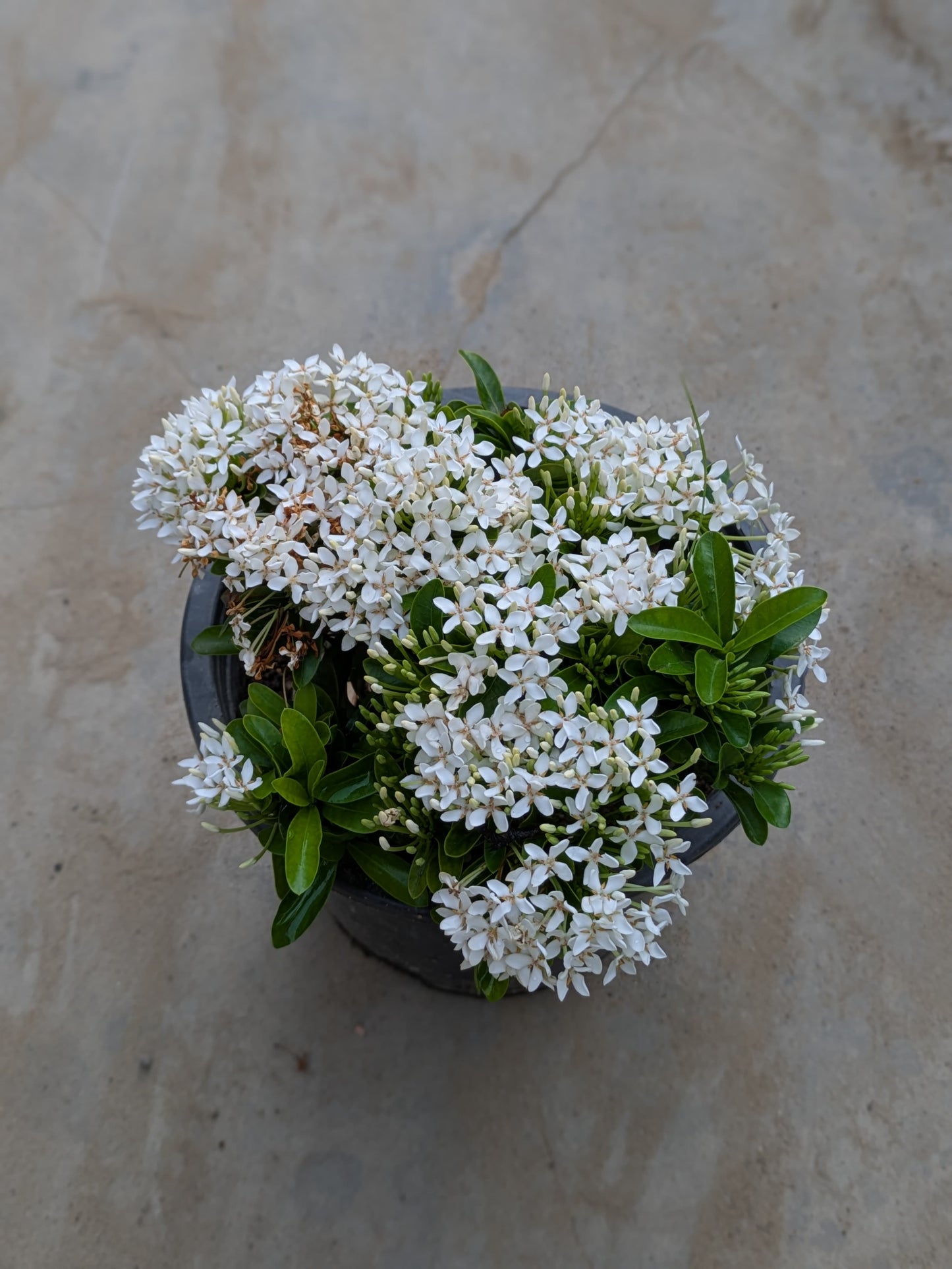 iXora
